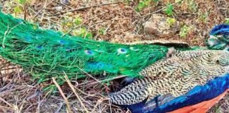 Carcasses of peacock found in the forest of Vidisha district