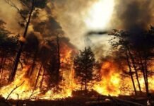 Forest fire in Texas