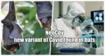 NeoCov, a new variant of Covid found in bats, how deadly for humans? Know what WHO said NeoCov, a new variant of Kovid found in bats