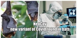 NeoCov, a new variant of Kovid found in bats