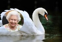 Queen Elizabeth's swans