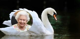 Queen Elizabeth's swans