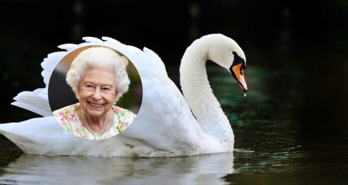 Queen Elizabeth's swans