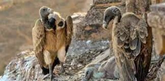 Research on migratory vultures