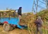 sugarcane farmers panjab
