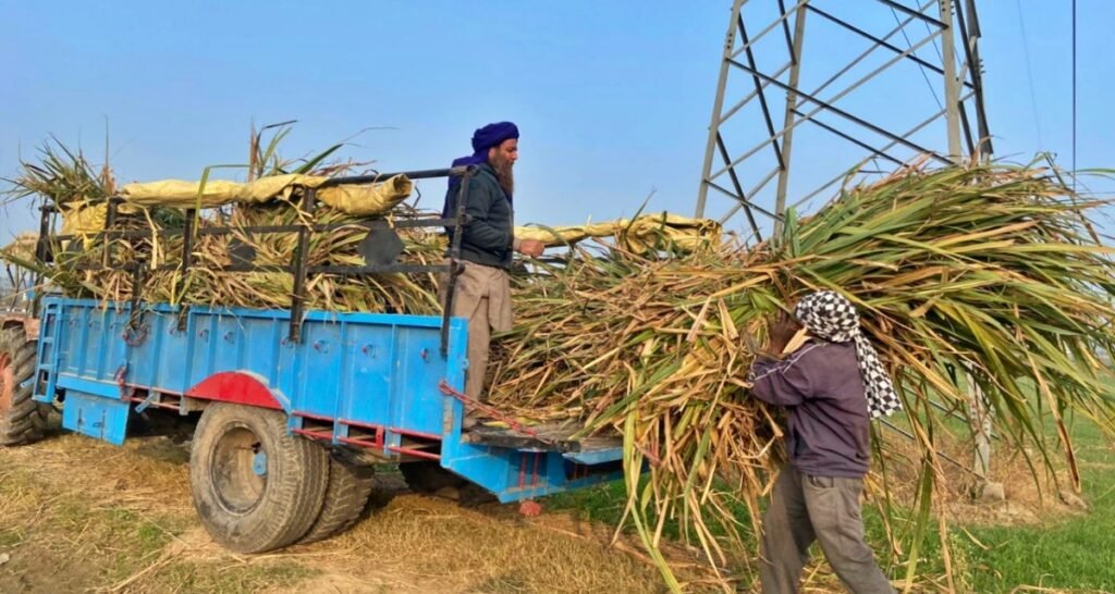 sugarcane farmers panjab