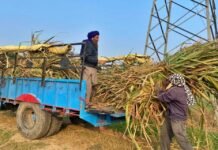 sugarcane farmers panjab