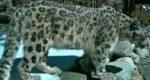 snow leopard in uttarakhand