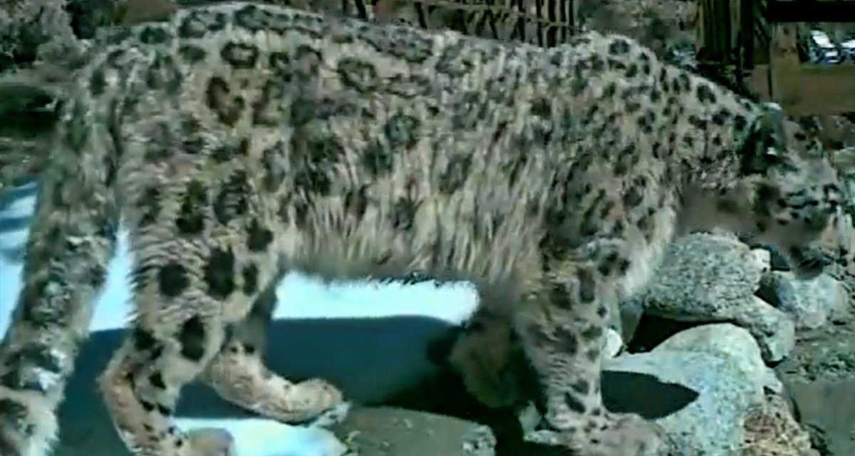 snow leopard in uttarakhand | PalPal News Hub | Latest National, Technology, and Astrology News snow leopard in uttarakhand
