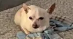 This dog became world’s oldest dog, entered in Guinness World Records This dog became worlds oldest dog