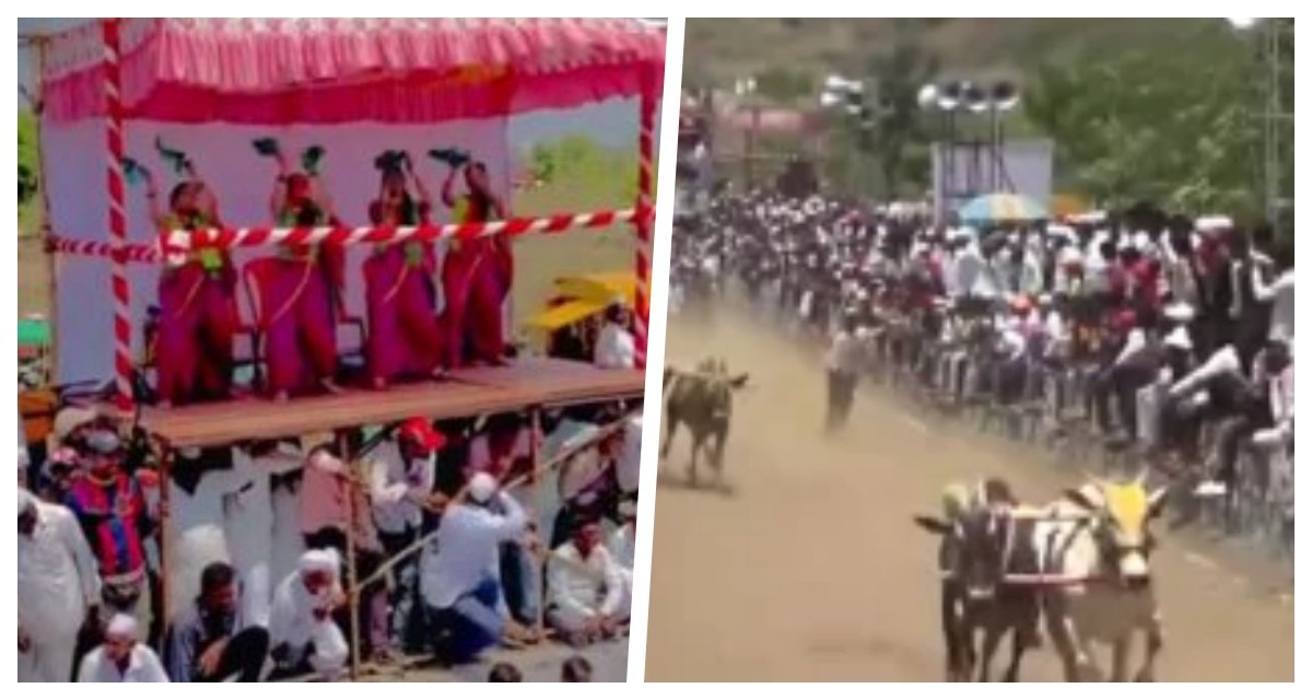 Cheers girl in Nauvari saree dances in bullock cart race