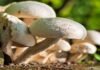 Bihar became number 1 state in mushroom production