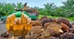 palm oil