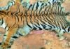 4 smugglers arrested with tiger skin in Mandla MP