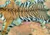 4 smugglers arrested with tiger skin in Mandla MP, big action of administration 4 smugglers arrested with tiger skin in Mandla MP