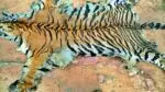 4 smugglers arrested with tiger skin in Mandla MP, big action of administration 4 smugglers arrested with tiger skin in Mandla MP