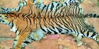 4 smugglers arrested with tiger skin in Mandla MP