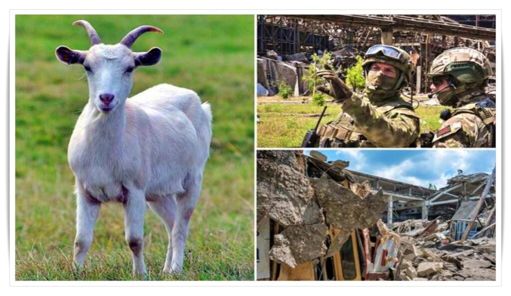 Ukrainian goat came as death for Russian army