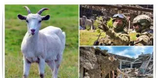 Ukrainian goat came as death for Russian army
