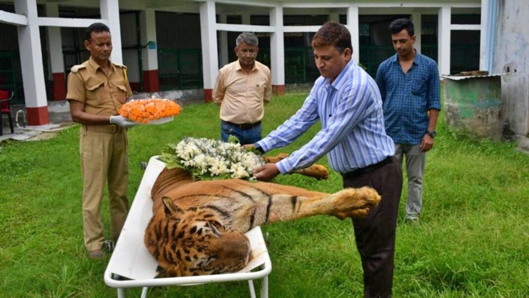 Royal Raja Country’s oldest Royal Bengal Tiger ‘Raja’ dies, District Magistrate ...