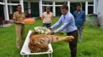 Countrys oldest Royal Bengal Tiger Raja dies