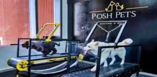dog gym