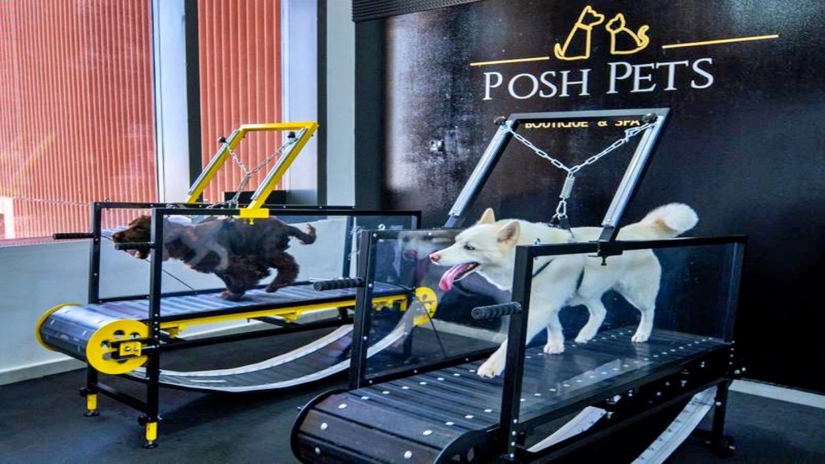 First indoor dog gym launches in Abu Dhabi