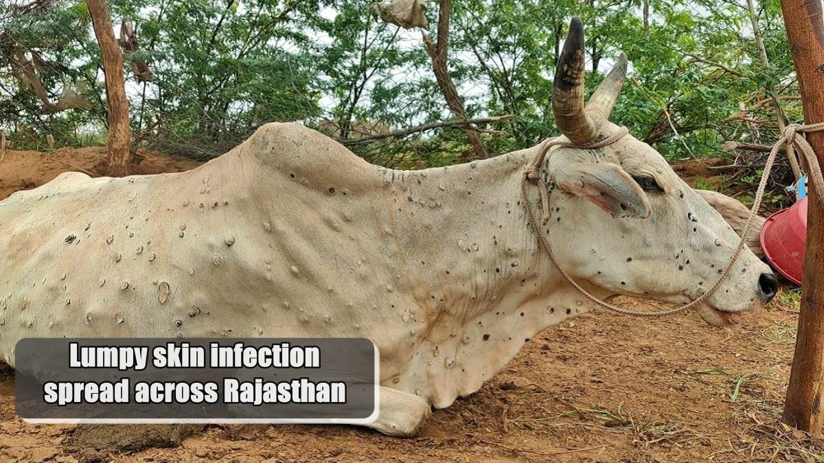 Lumpy skin infection spread across Rajasthan, 30 thousand cows killed, 7 lakh infected