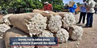 Stormy rise in cotton prices,