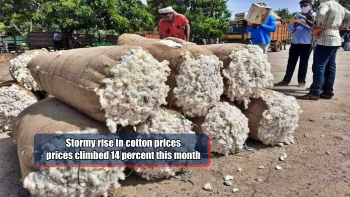 Stormy rise in cotton prices,