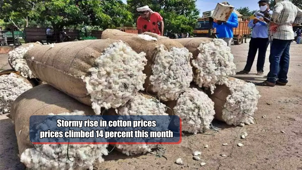 Stormy rise in cotton prices, above 50,000 on MCX, prices climbed 14 percent this month