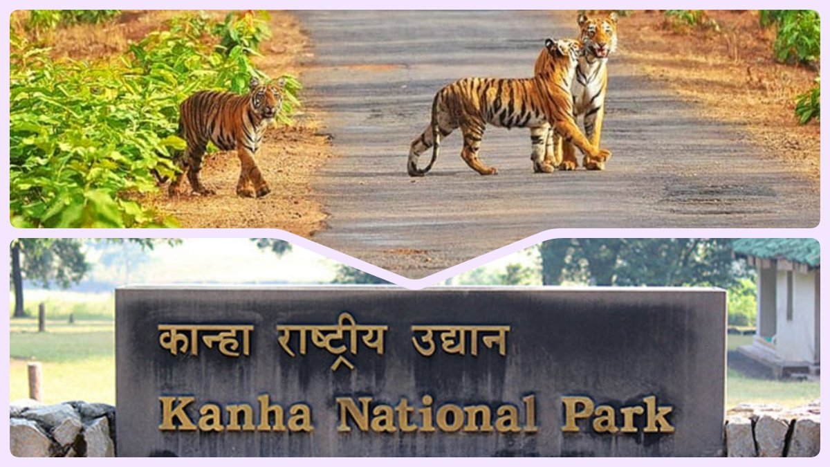 You can watch tiger soon, National Park opens on October 1, online booking starts
