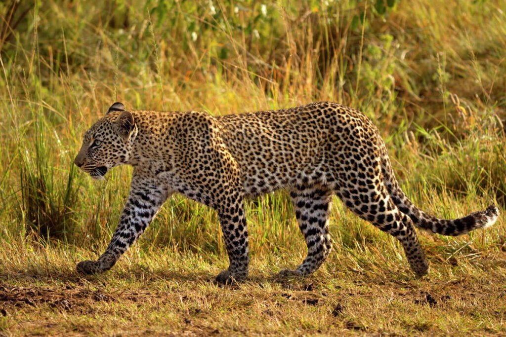 8 new cheetahs from Namibia, Tanzania and South Africa