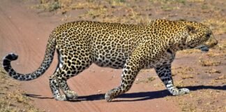 8 new cheetahs from Namibia, Tanzania and South Africa1