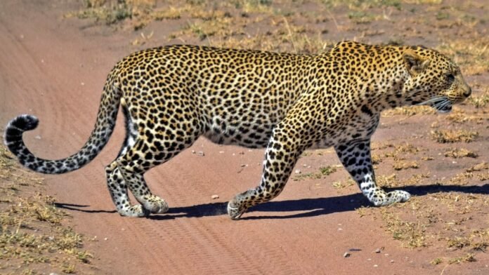 8 new cheetahs from Namibia, Tanzania and South Africa1