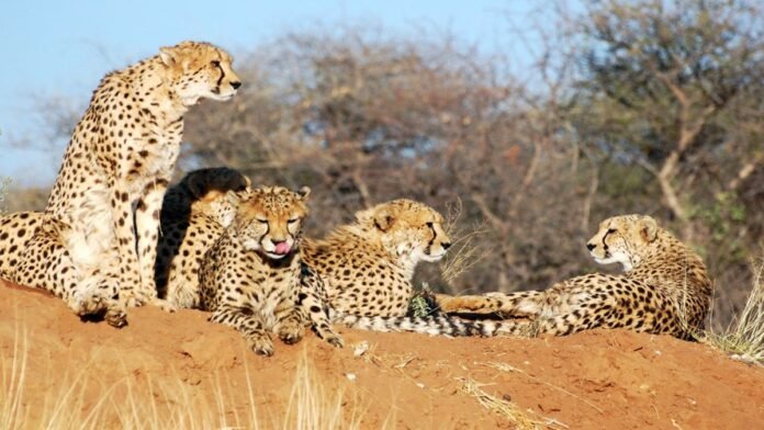 Cheetahs from Namibia