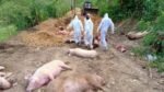 African Swine Fever in panjab1