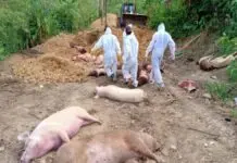 Confirmation of African Swine Fever created a stir in Mansa district of Panjab, 735 pigs killed African Swine Fever in panjab1