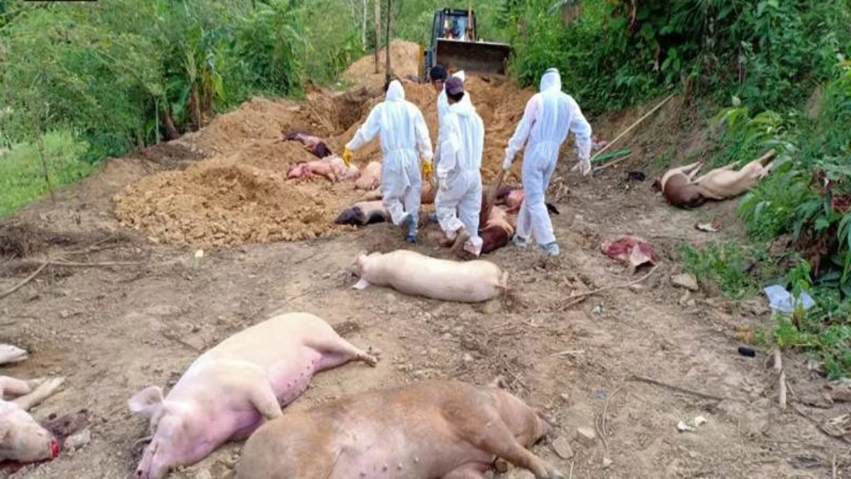 Confirmation of African Swine Fever created a stir in Mansa district of Panjab, 735 pigs killed