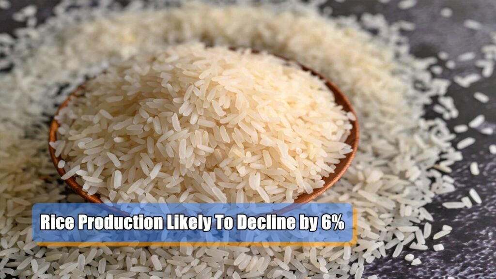 Rice Production Likely To Decline by 6%