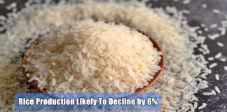 Rice Production Likely To Decline by 6%