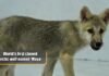 first cloned arctic wolf