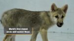 first cloned arctic wolf