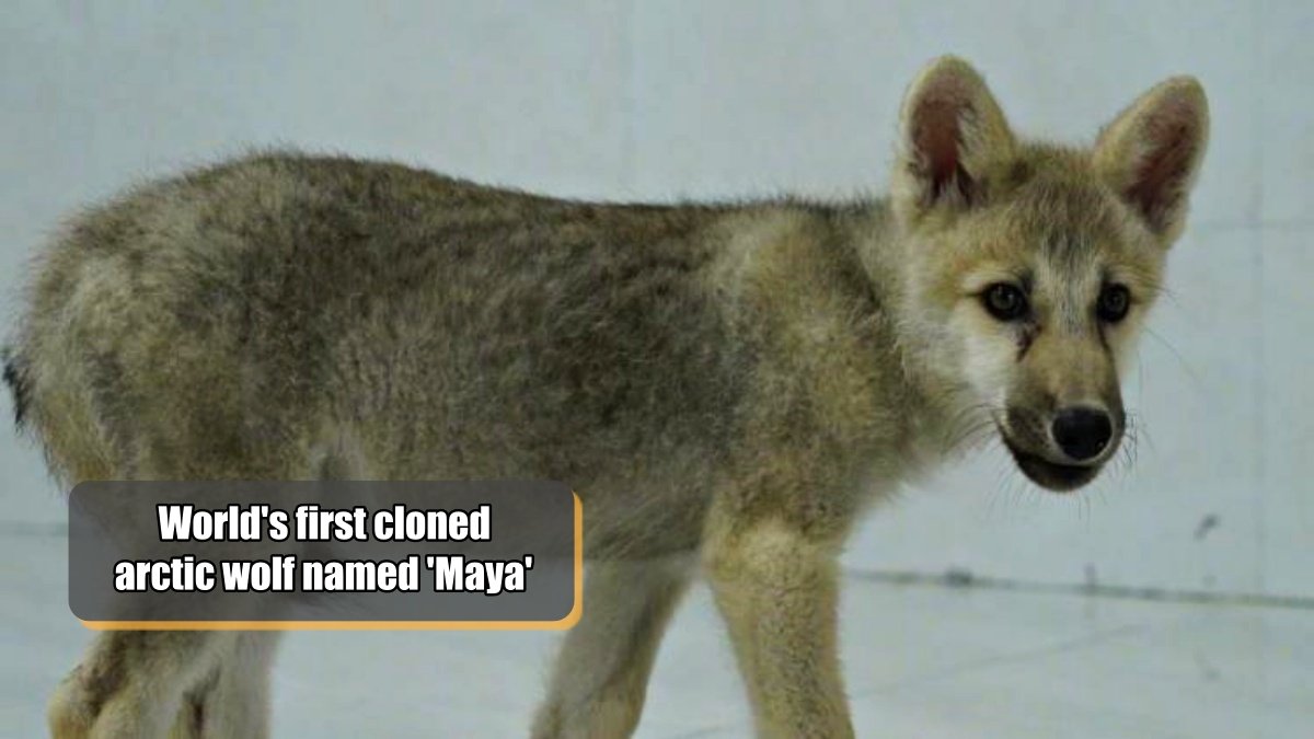 World’s first cloned arctic wolf named ‘Maya’ created by Chinese scientists