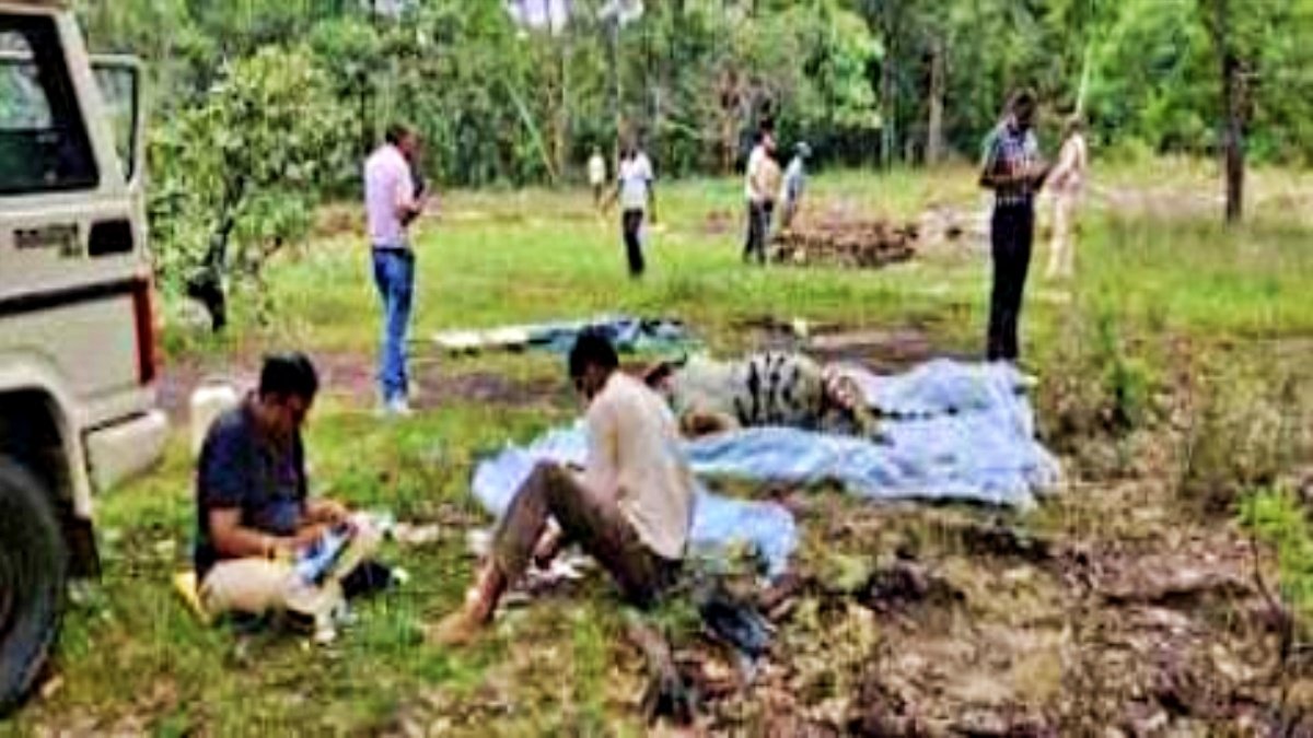 In Tiger state Madhya Pradesh,2 tigers died in 2 days