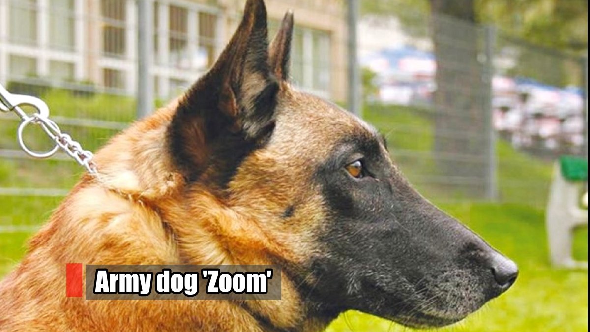 Army dog ‘Zoom’ kept fighting with terrorists even after getting 2 bullets passed away