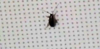 Cockroach seen in Indigo flight