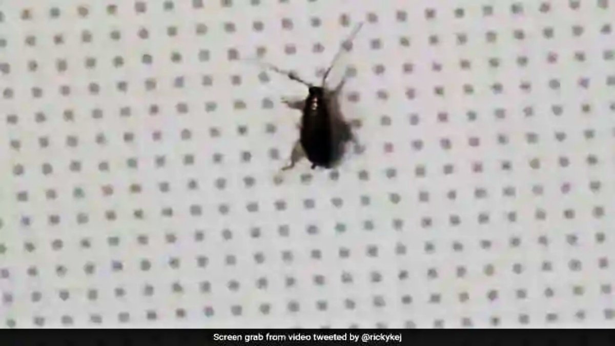 Cockroach seen in Indigo flight, airlines clarified after video went viral