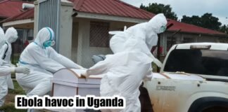 Ebola havoc