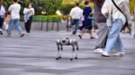 People walking robot dogs in China